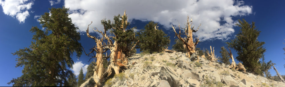 Great Basin Bristlecone Pine, White Mountains. CC image courtesy of Laura Camp on Flickr.