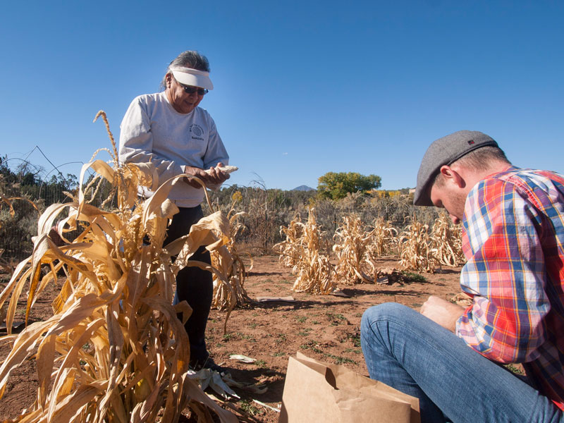 Kyle works with the Pueblo Farming Project to learn about how the Hopi developed many varieties of corn. 