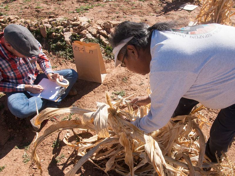 At work with the Pueblo Farming Project: Kyle and Hopi collaborators harvest corn during the 2016 season.