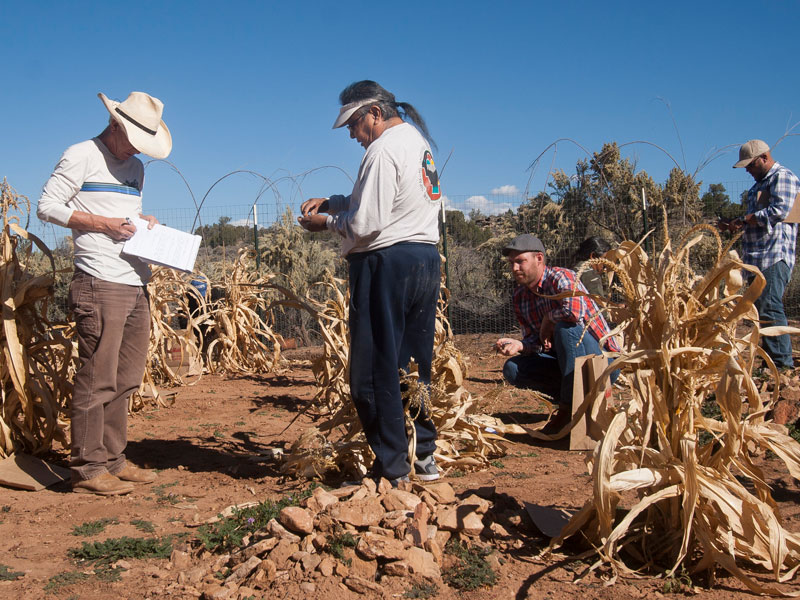 At work with the Pueblo Farming Project: Kyle and Hopi collaborators harvest corn during the 2016 season.
