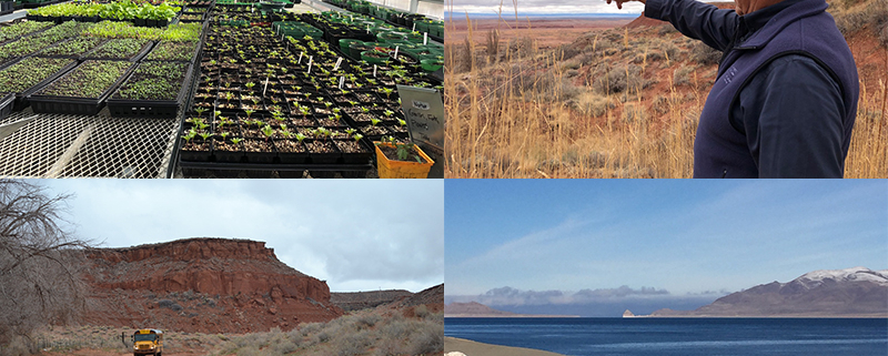 Collage of four photos depicting scenes from Indian Country: A greenhouse, a person pointing, Pyramid Lake, and a school bus on the Navajo Nation