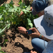 Researchers examine plants in Hualapai garden