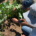 Researchers examine plants in Hualapai garden