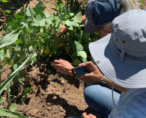 Researchers examine plants in Hualapai garden