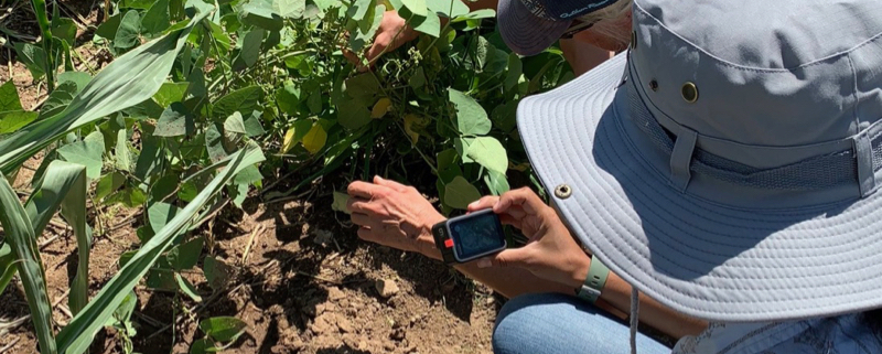 Researchers examine plants in Hualapai garden